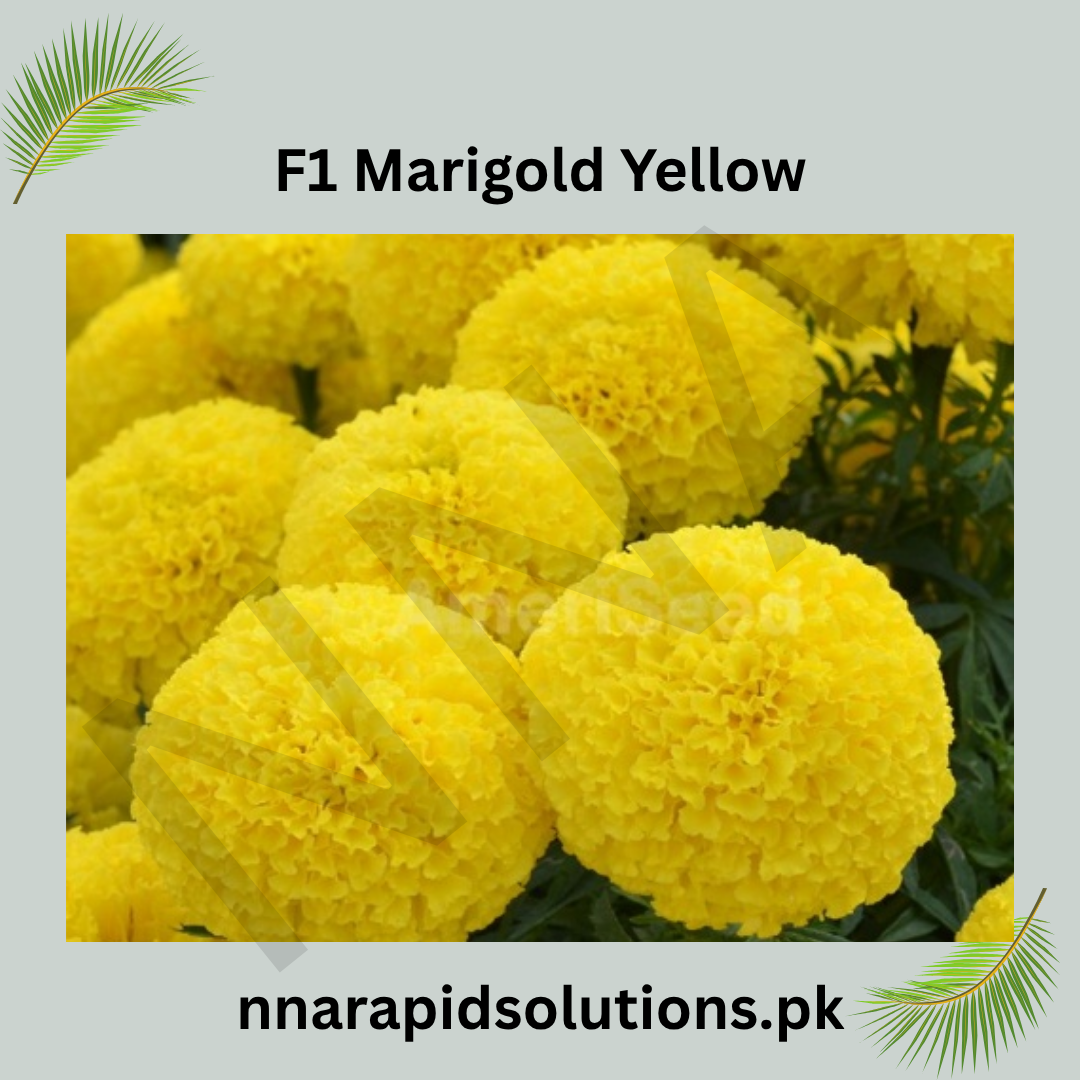 F1 Marigold Yellow Plant  Vibrant Blooms for a Brighter Garden