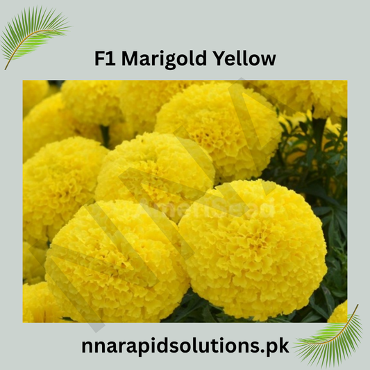 F1 Marigold Yellow Plant  Vibrant Blooms for a Brighter Garden