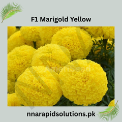 F1 Marigold Yellow Plant  Vibrant Blooms for a Brighter Garden