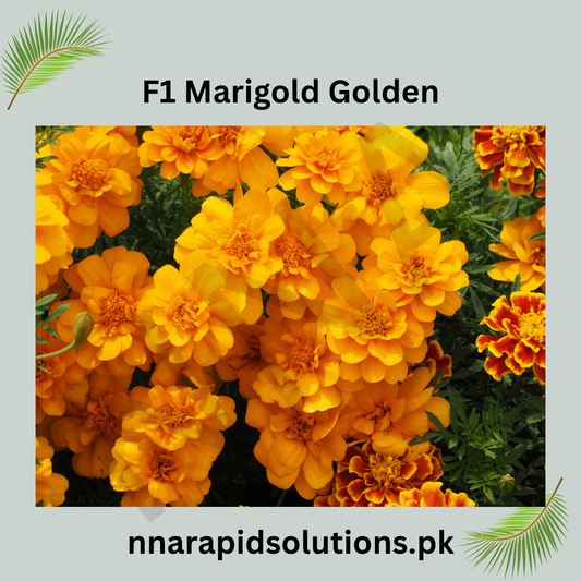 1 Marigold Golden Plant  Bright & Long-Lasting Summer Blooms