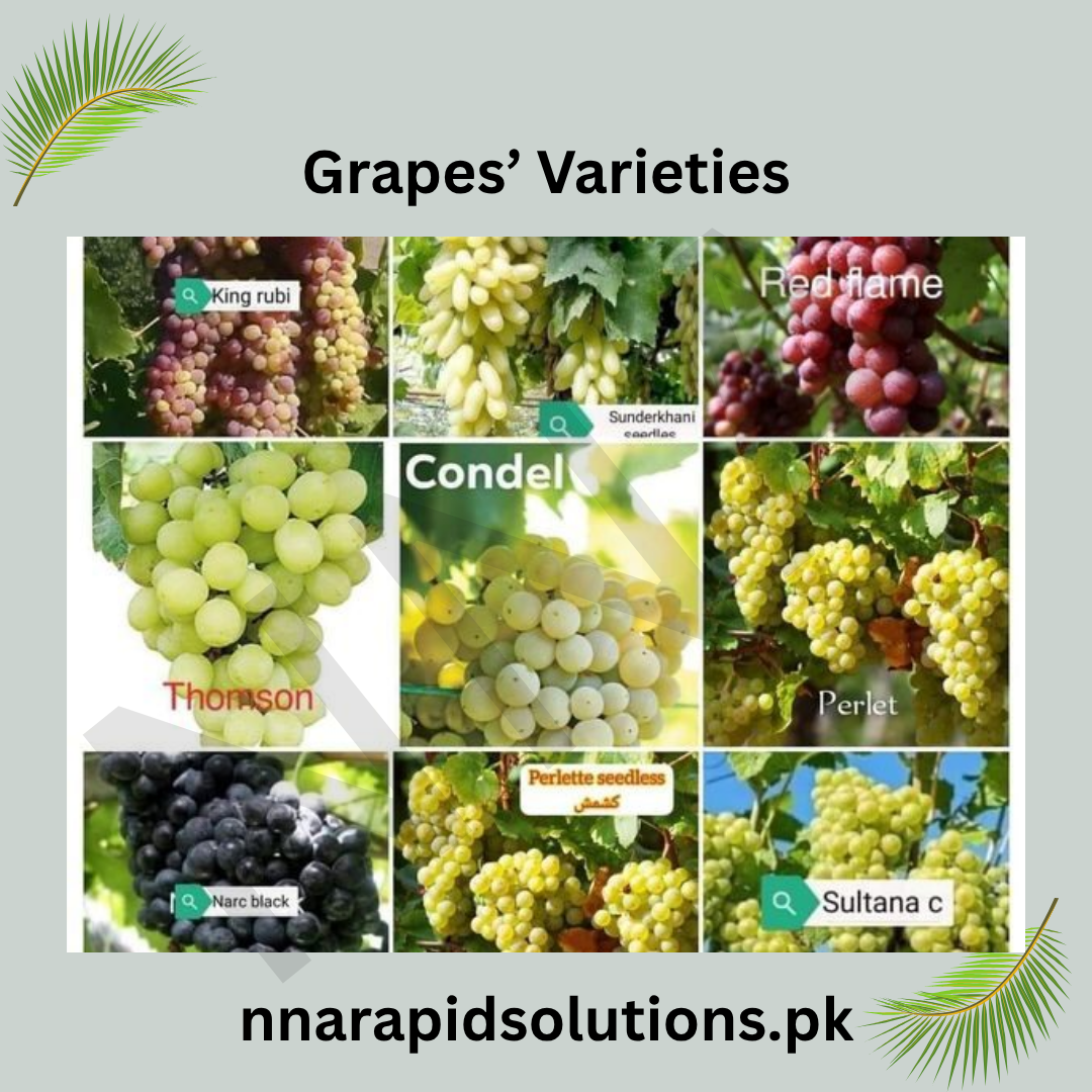 White Gola Grapes Plant (Chaman)  3-Year Fruiting Grafted Vine