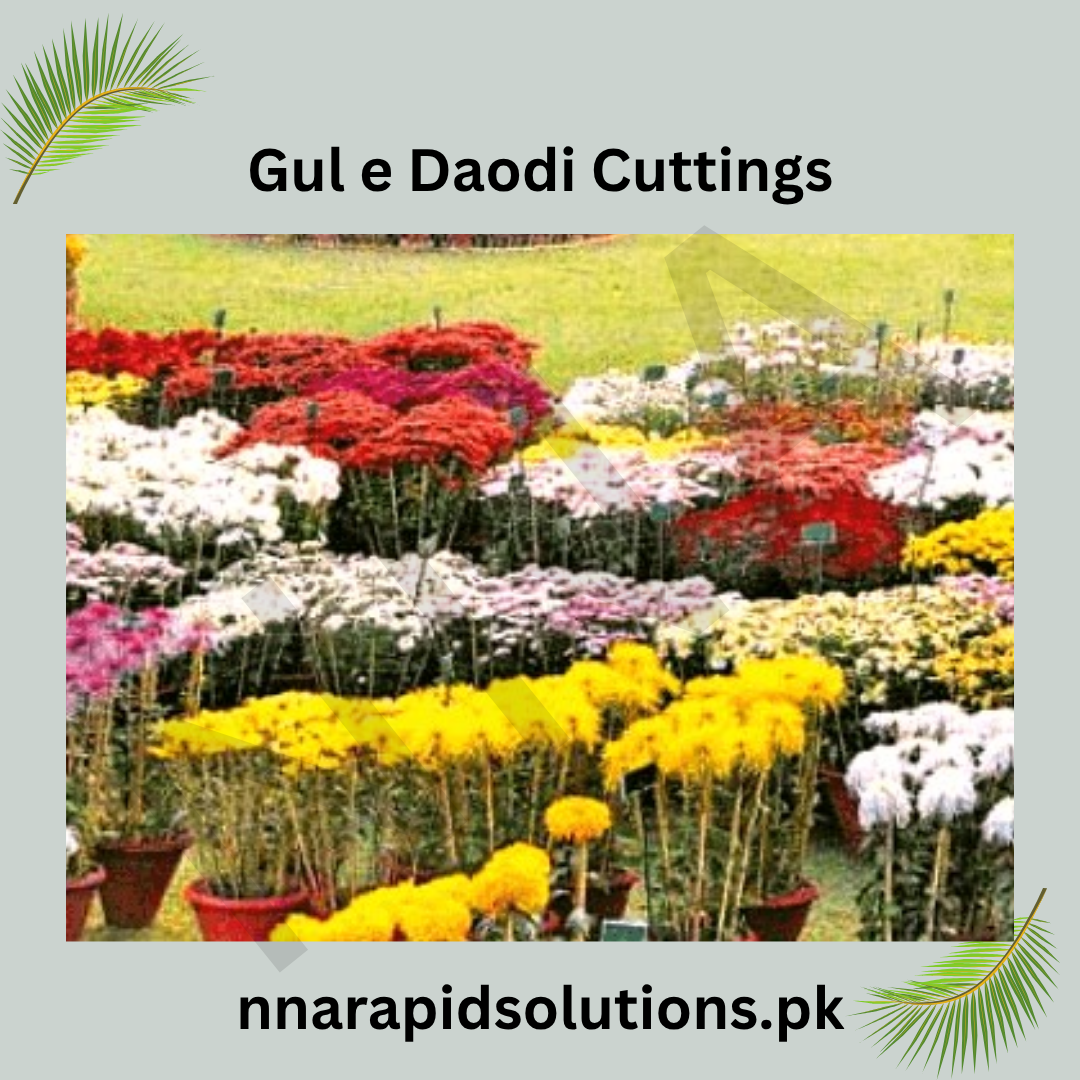 Gul-e-Daodi (10 Cuttings)  Grow Your Own Winter Blooms