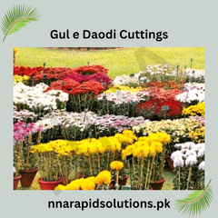 Gul-e-Daodi (10 Cuttings)  Grow Your Own Winter Blooms