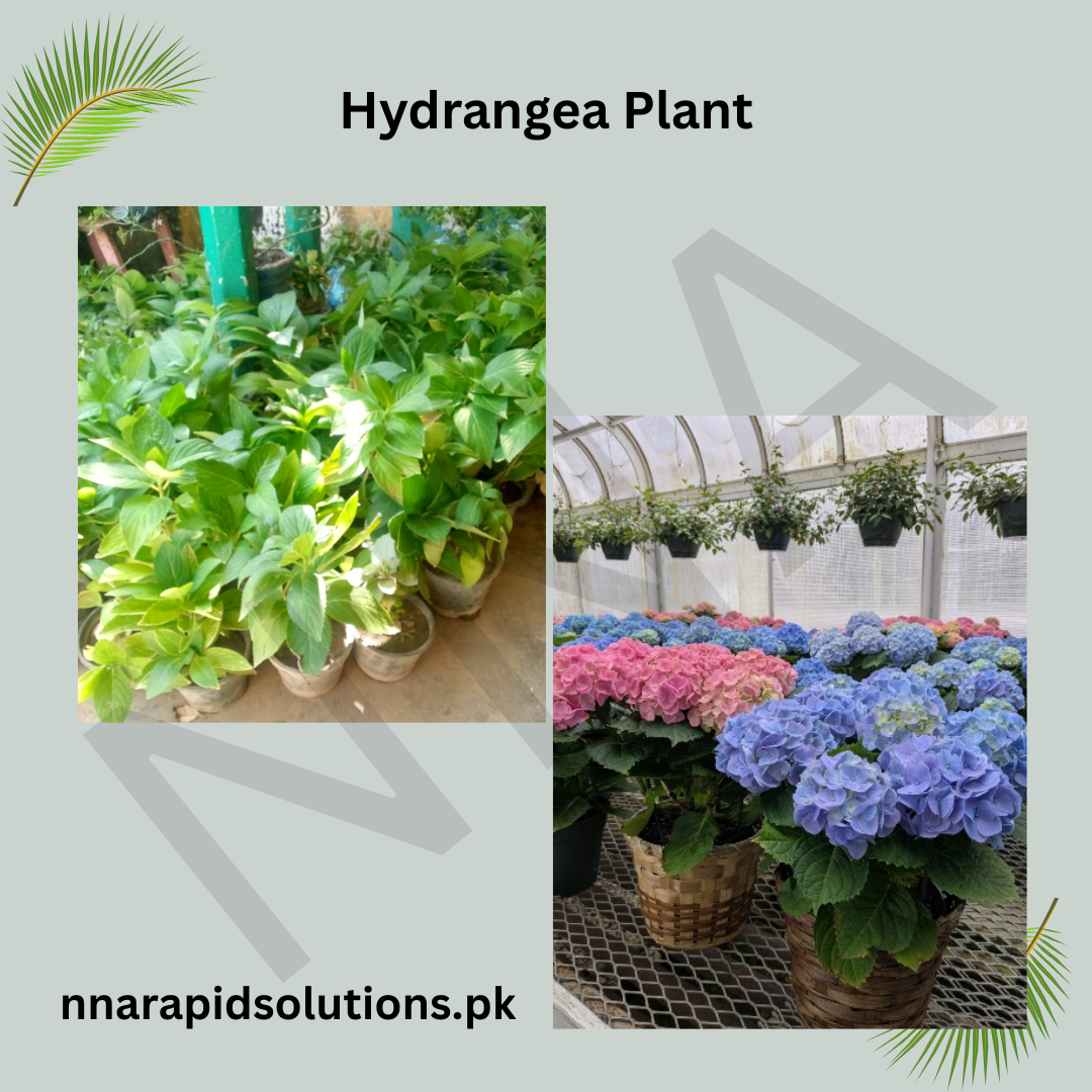 Hydrangea Plant  Elegant Flowering Shrub with Colorful Blooms