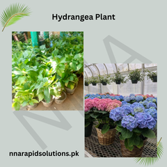 Hydrangea Plant  Elegant Flowering Shrub with Colorful Blooms