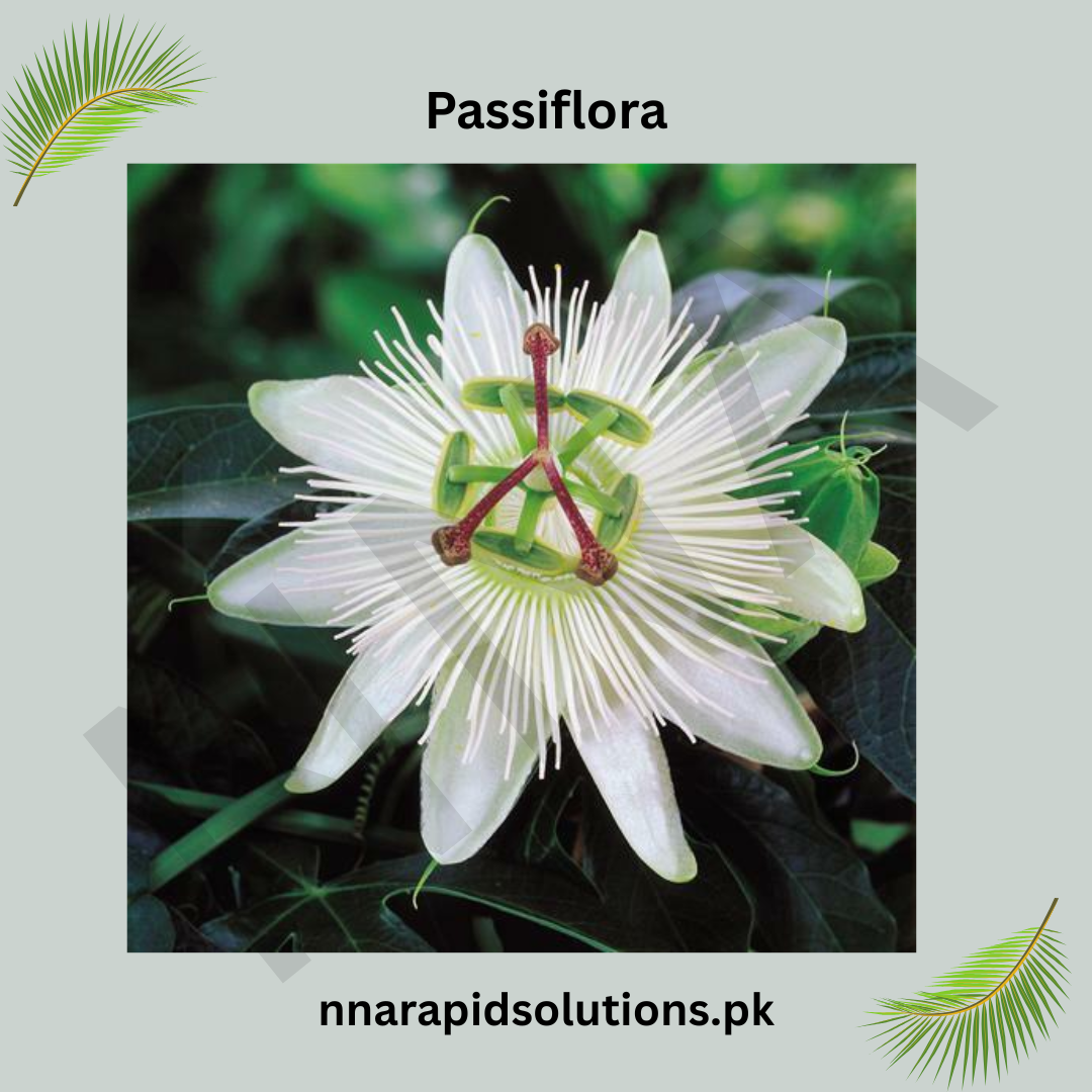 Passiflora Vine Plant (White) in Pakistan  Exotic Passion Flower for Gardens
