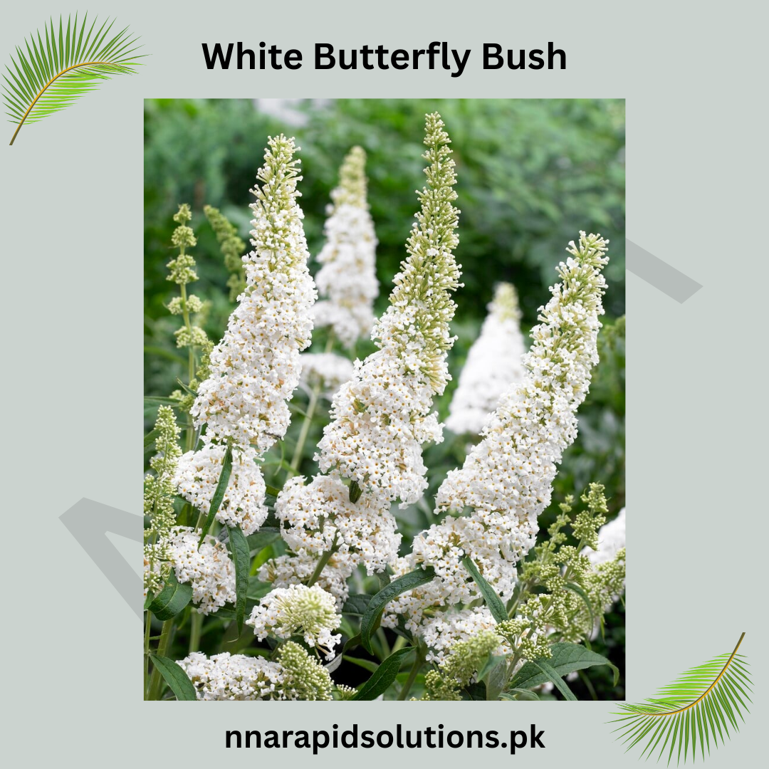 White Butterfly Bush  Fragrant Blooms that Attract Butterflies & Bees