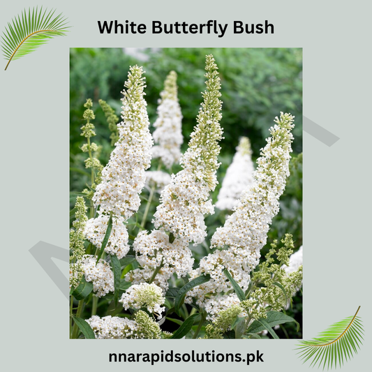 White Butterfly Bush  Fragrant Blooms that Attract Butterflies & Bees