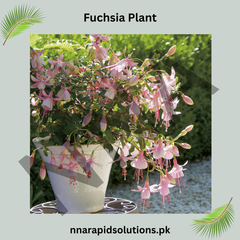 Fuchsia Plant  Hanging Beauty with Elegant Blooms