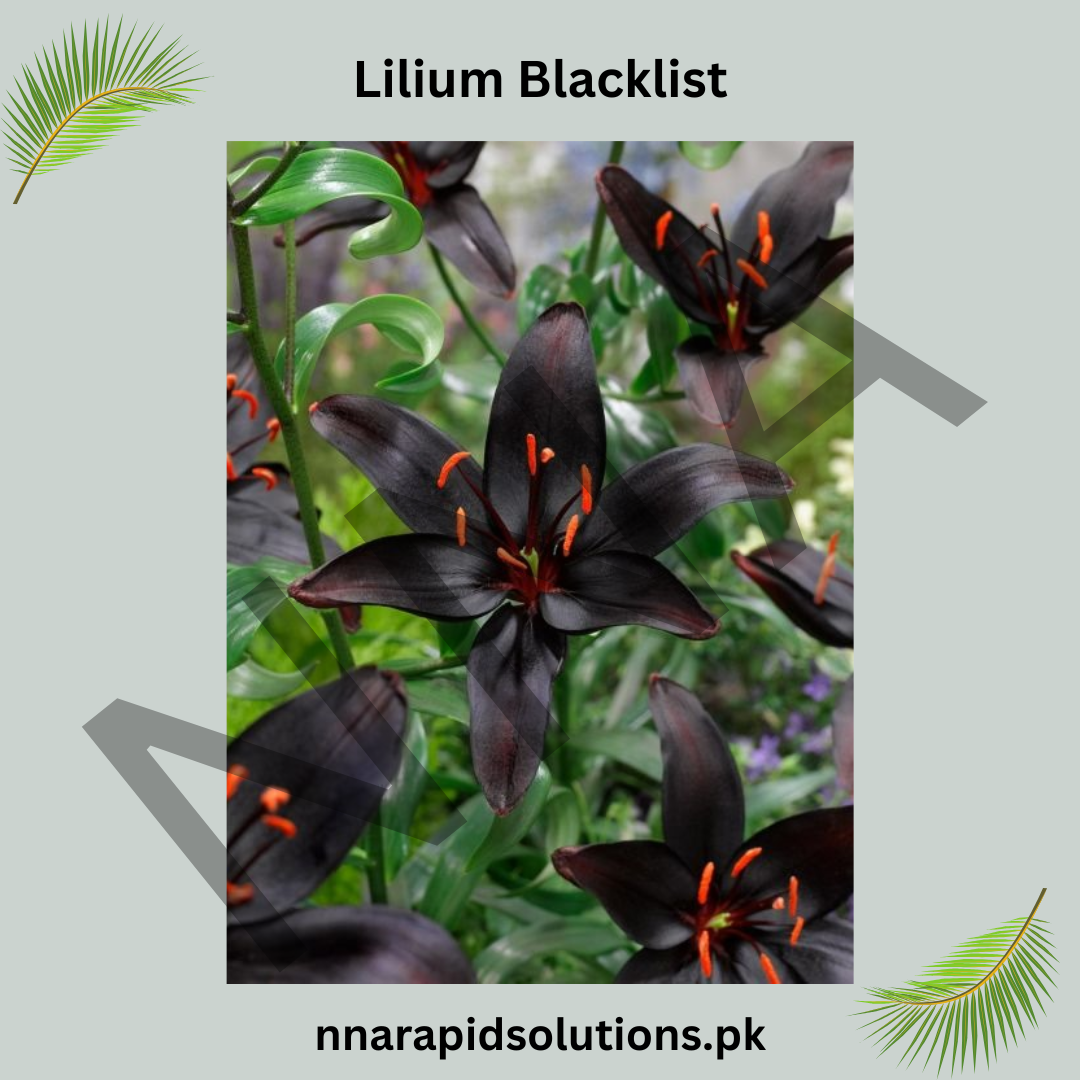 Lilium Blacklist Bulb (Black Lily)  The Symbol of Elegance and Mystery (Limited Stock)