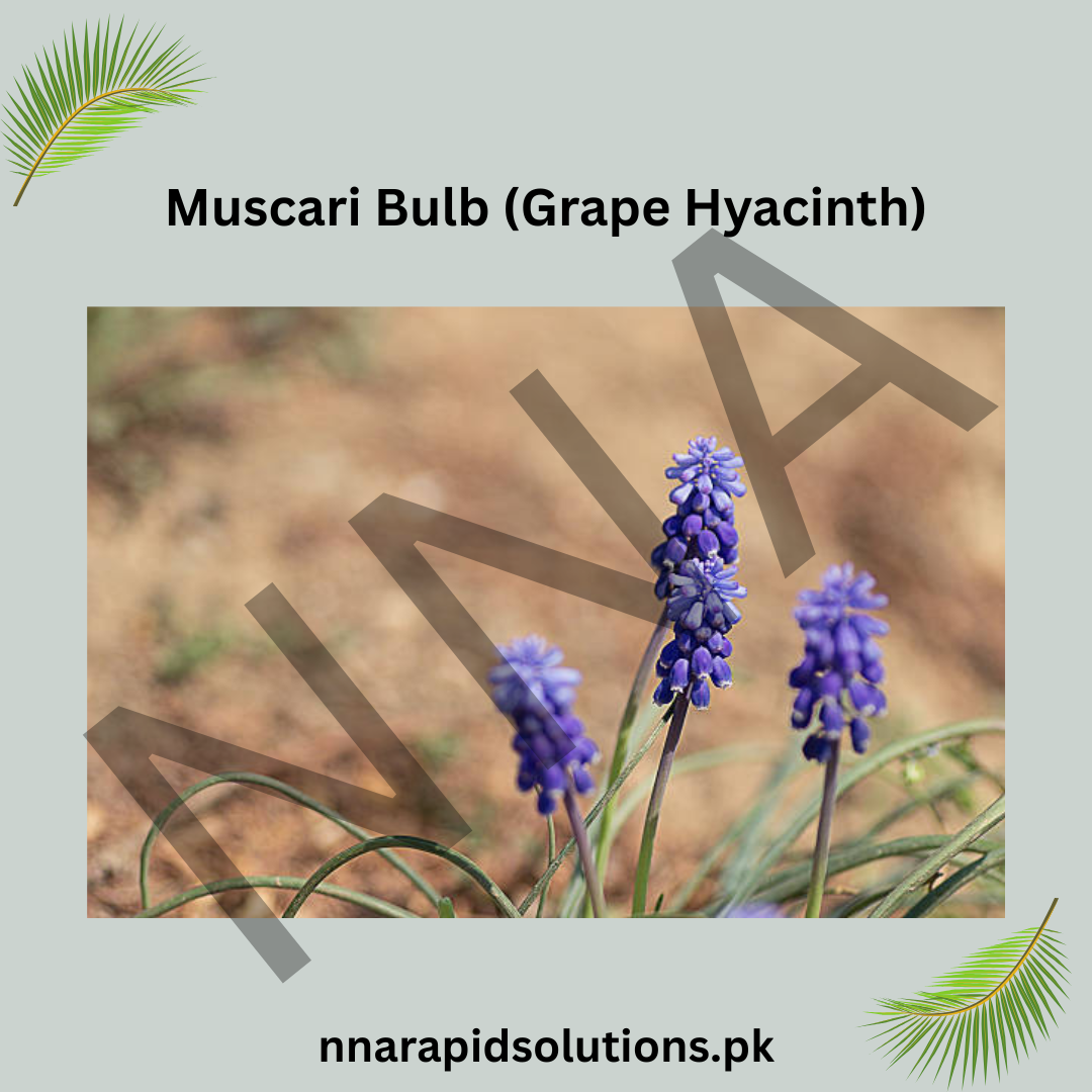 Muscari Bulb (Grape Hyacinth)  Tiny Blooms with Big Beauty