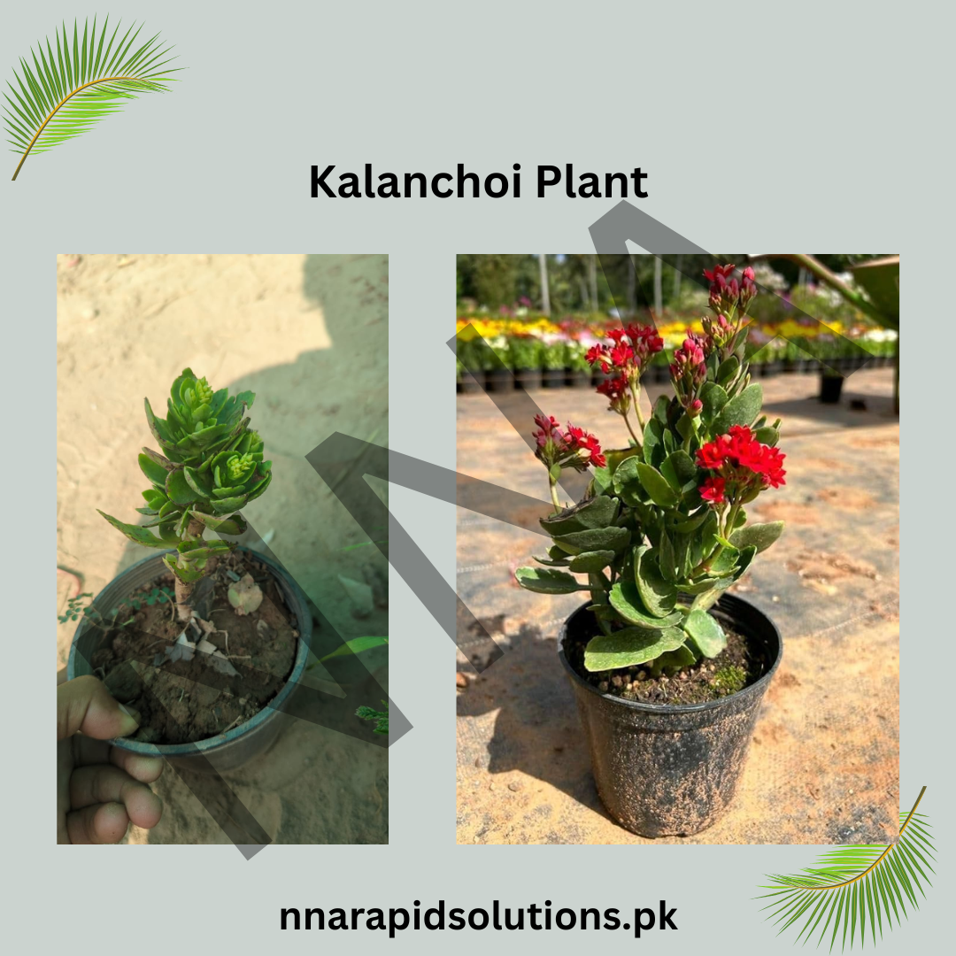Imported Kalanchoe/Kalanchoi Plant  Long-Lasting Blooming Succulent for Home & Garden