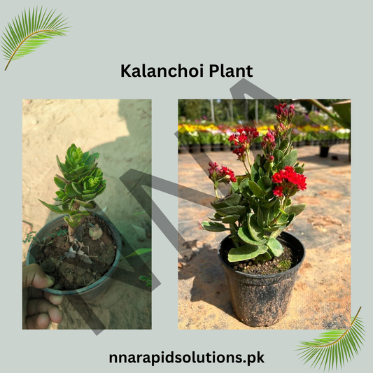 Imported Kalanchoe/Kalanchoi Plant  Long-Lasting Blooming Succulent for Home & Garden