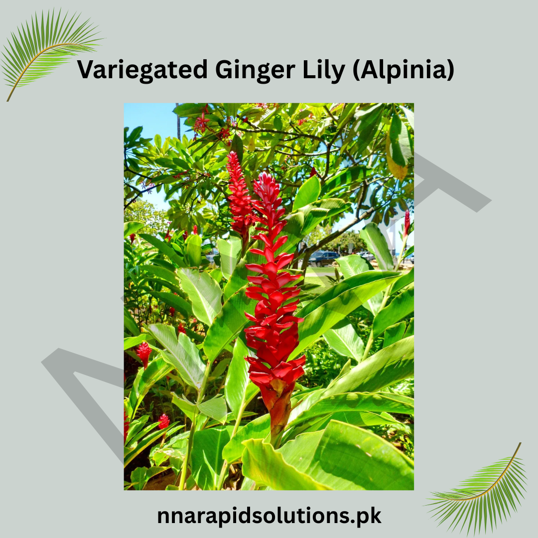 Variegated Ginger Lily (Alpinia)  Stunning Foliage & Tropical Charm