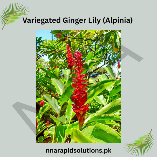 Variegated Ginger Lily (Alpinia)  Stunning Foliage & Tropical Charm