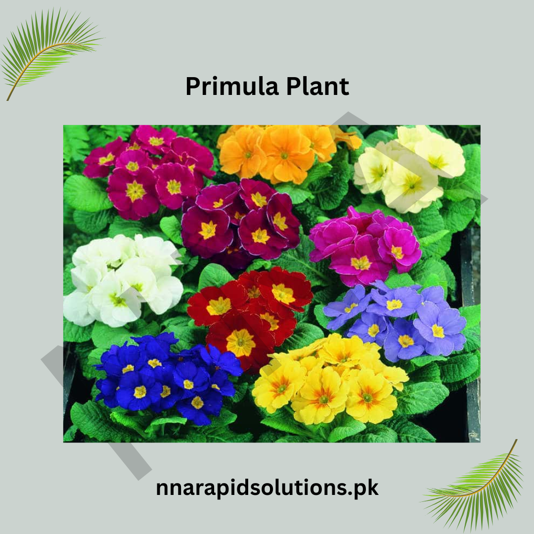 Primula Plant  WinterSpring Blooming Beauty