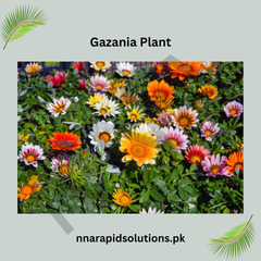 Gazania Plant  Bright & Long-Lasting Blooms