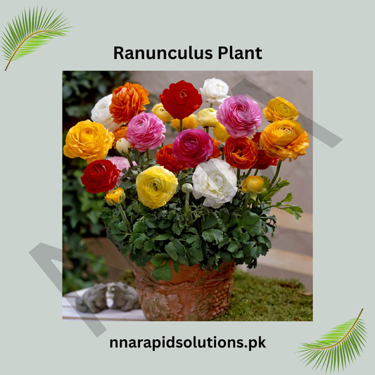 Ranunculus Plant  Grown from Seeds (WinterSpring Bloomer)
