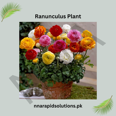 Ranunculus Plant  Grown from Seeds (WinterSpring Bloomer)
