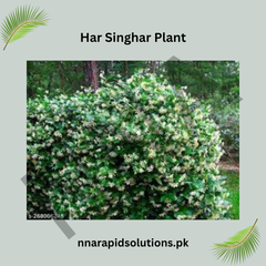 Har Singhar Plant in Pakistan  Parijat Night Jasmine Tree with Sacred Fragrant Flowers