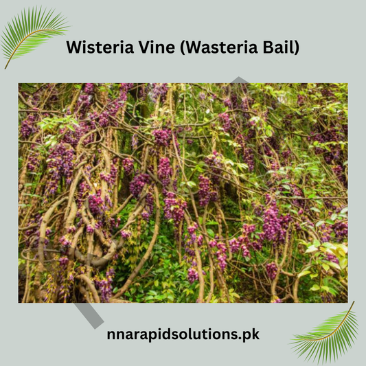 Wisteria Vine (Wasteria Bail) | Elegant Flowering Climber