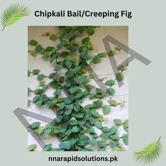 Chipkali Bail (Creeping Fig) | Ficus Repens Climber for Green Walls