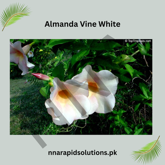 White Almanda/Allamanda Vine Plant | Flowering Climber for Home & Garden