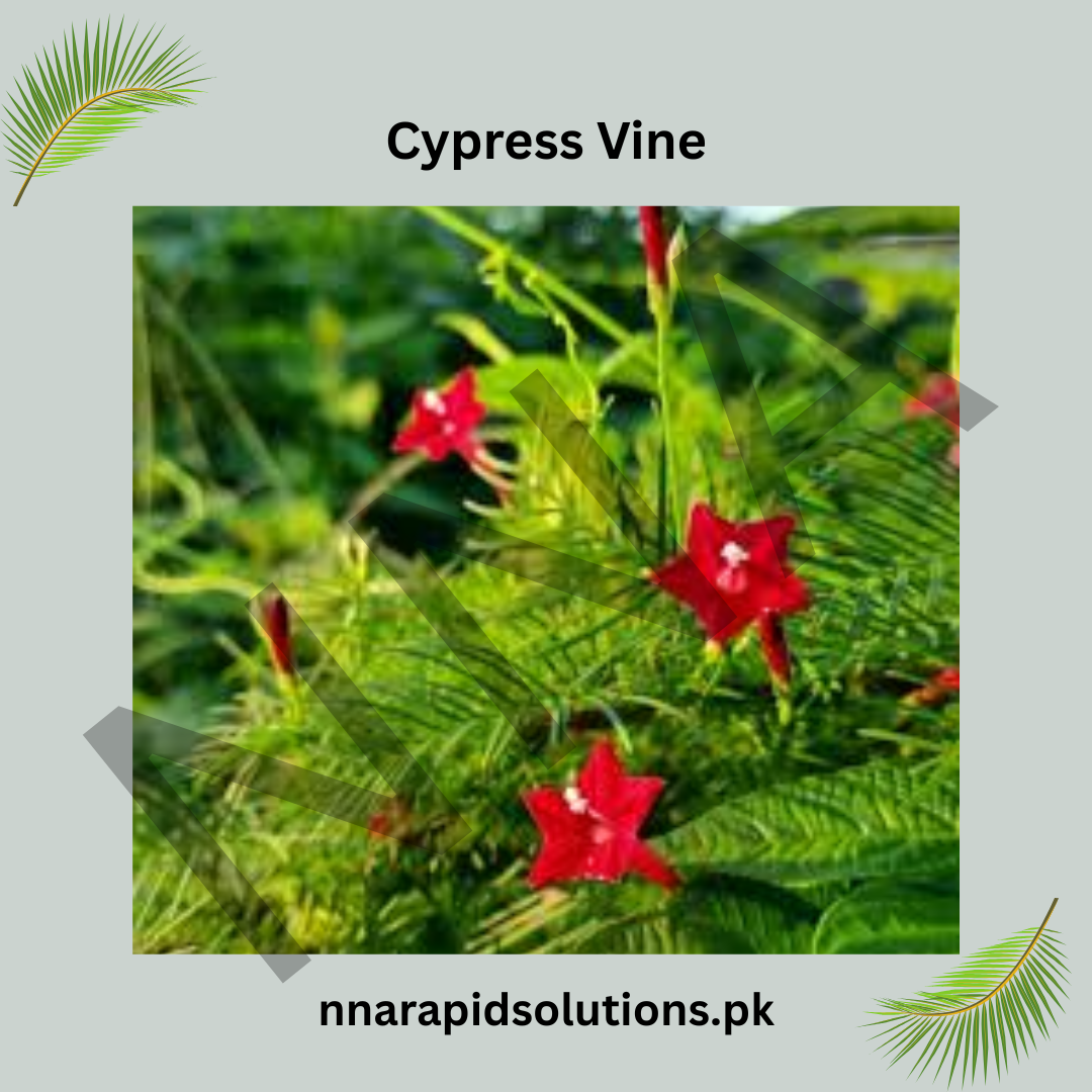 Cypress Vine (Ipomoea quamoclit) | Fast-Growing Flowering Climber
