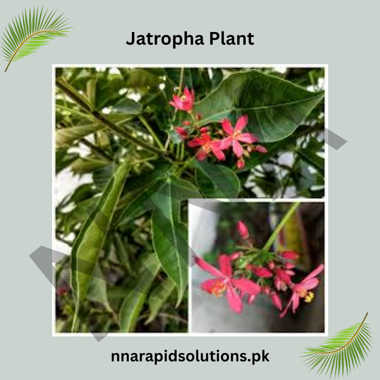 Jatropha Plant in Pakistan  Red Flowering Ornamental Shrub for Home & Garden