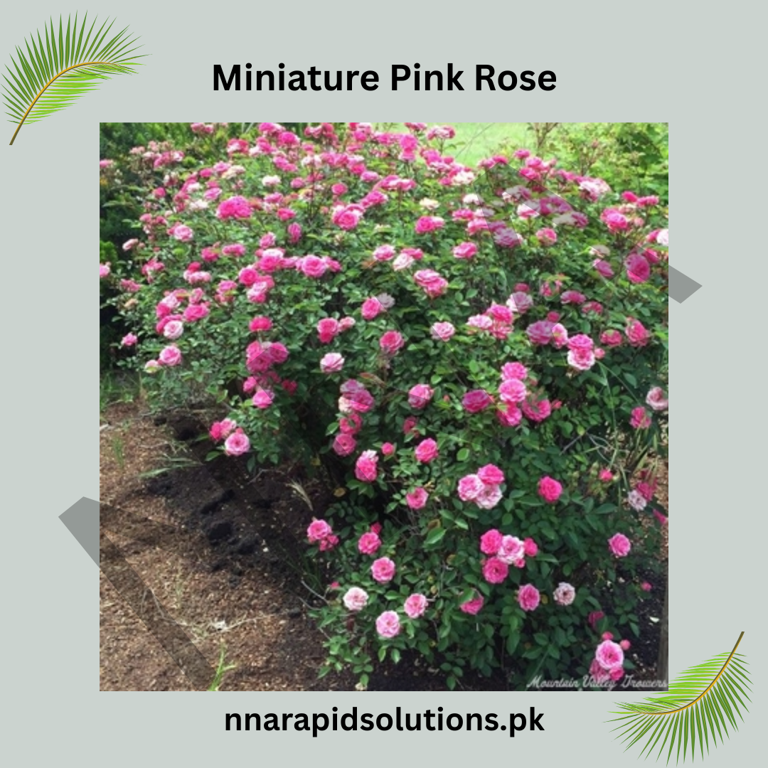Miniature Pink Rose Plant  Compact, Beautiful & Ever-Blooming