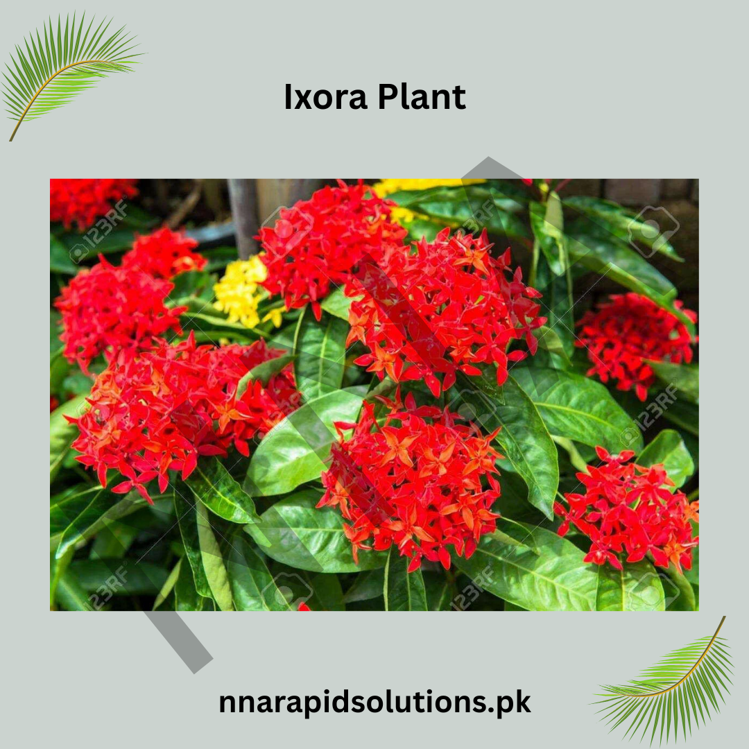 Small Ixora Red Plant | Evergreen Flowering Shrub for Gardens