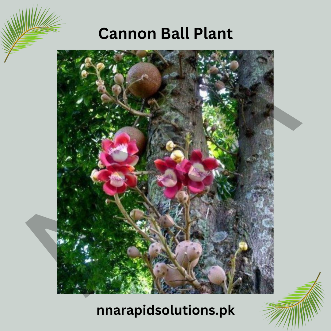 Cannon Ball Plant