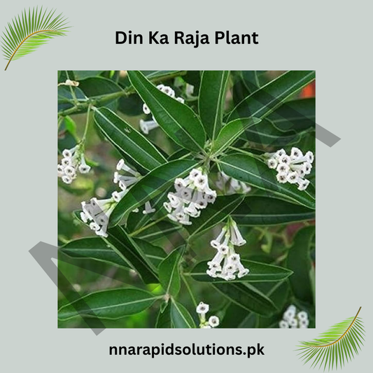 Din ka Raja (Portulaca) Flower Plant Summer Blooming, Heat-Tolerant Flower