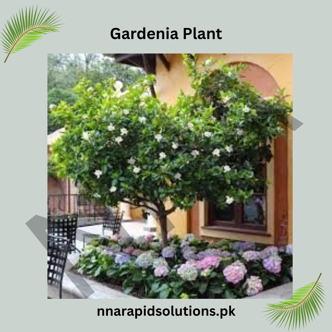 Gardenia Plant in Pakistan  Fragrant White Blooms for Home Gardens