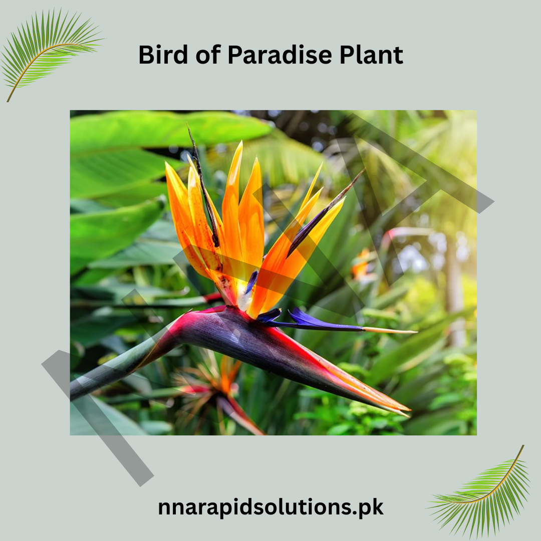 Bird of Paradise Plant  Exotic, Elegant & Statement Indoor/Outdoor Plant
