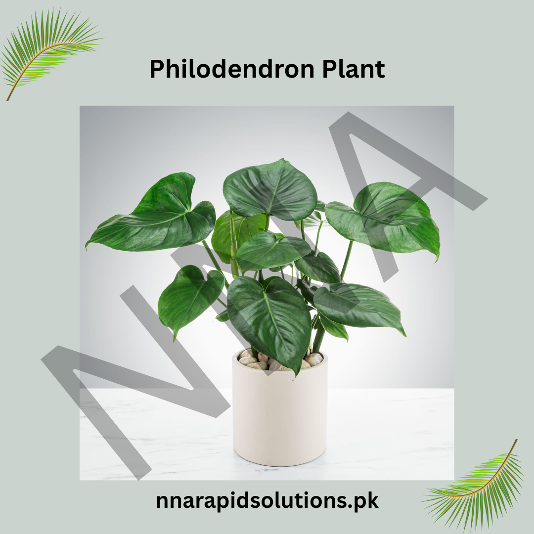 Philodendron Plant  Elegant, Air-Purifying & Low Maintenance
