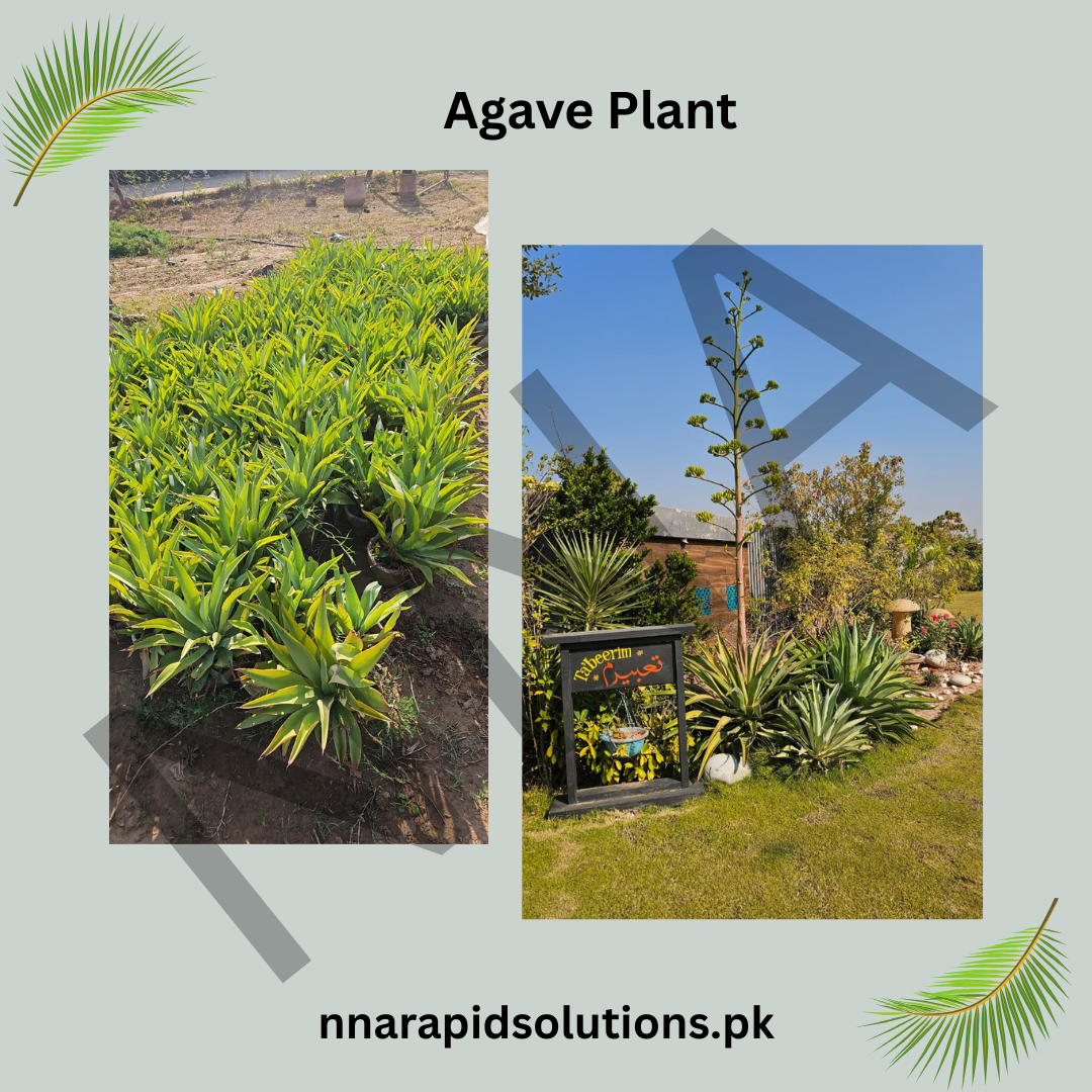 Agave  Hardy Ornamental Succulent for Pakistani Gardens