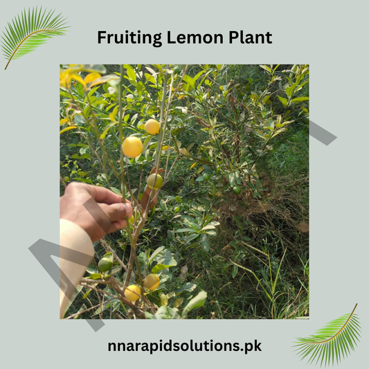 China Lemon Plant with Fruit  Fresh, Healthy & Ready to Grow