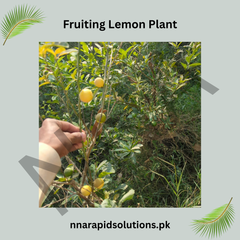 China Lemon Plant with Fruit  Fresh, Healthy & Ready to Grow