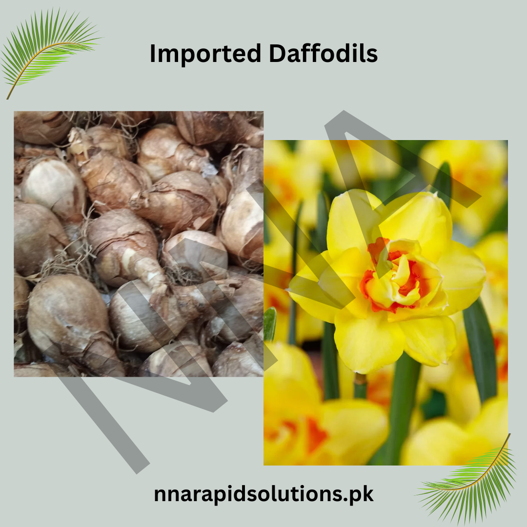 Imported Daffodils Bulbs (Bright Yellow)