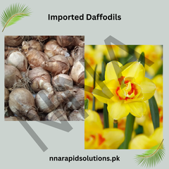 Imported Daffodils Bulbs (Bright Yellow)