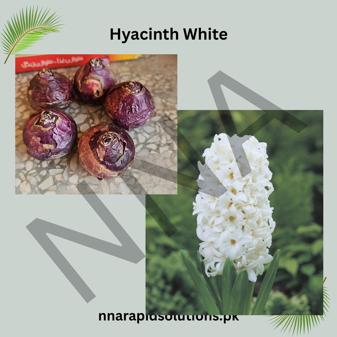 Hyacinth White Flower Bulb  Elegant & Fragrant Spring Blooms