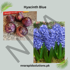 Hyacinth Blue Flower Bulb  Fragrant Spring Blooms