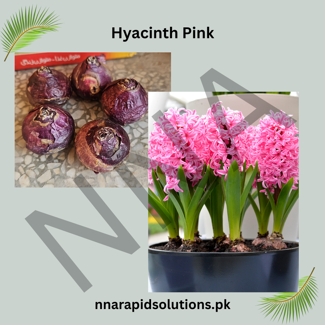 Hyacinth Pink Flower Bulb  Fragrant Winter-Sown Blooms