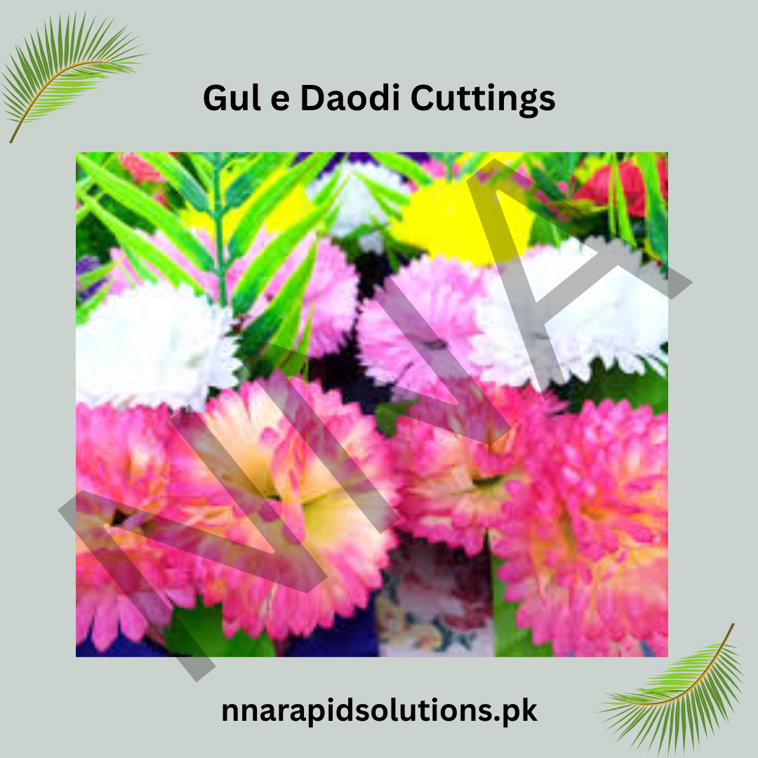 Gul-e-Daodi Flower Cuttings 6 shades  Easy-to-Grow Chrysanthemum Stems for Winter