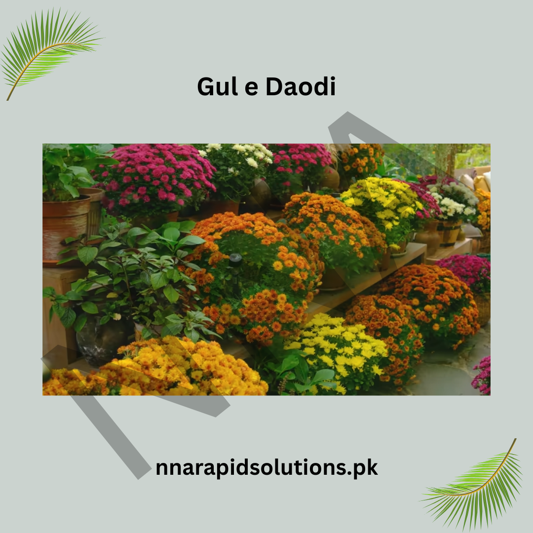Gul-e-Daodi Plant (Mix Color)  Winter Blooming Chrysanthemum Plant