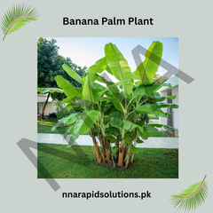 Banana Palm Tree  Lush Tropical Plant for Home & Garden
