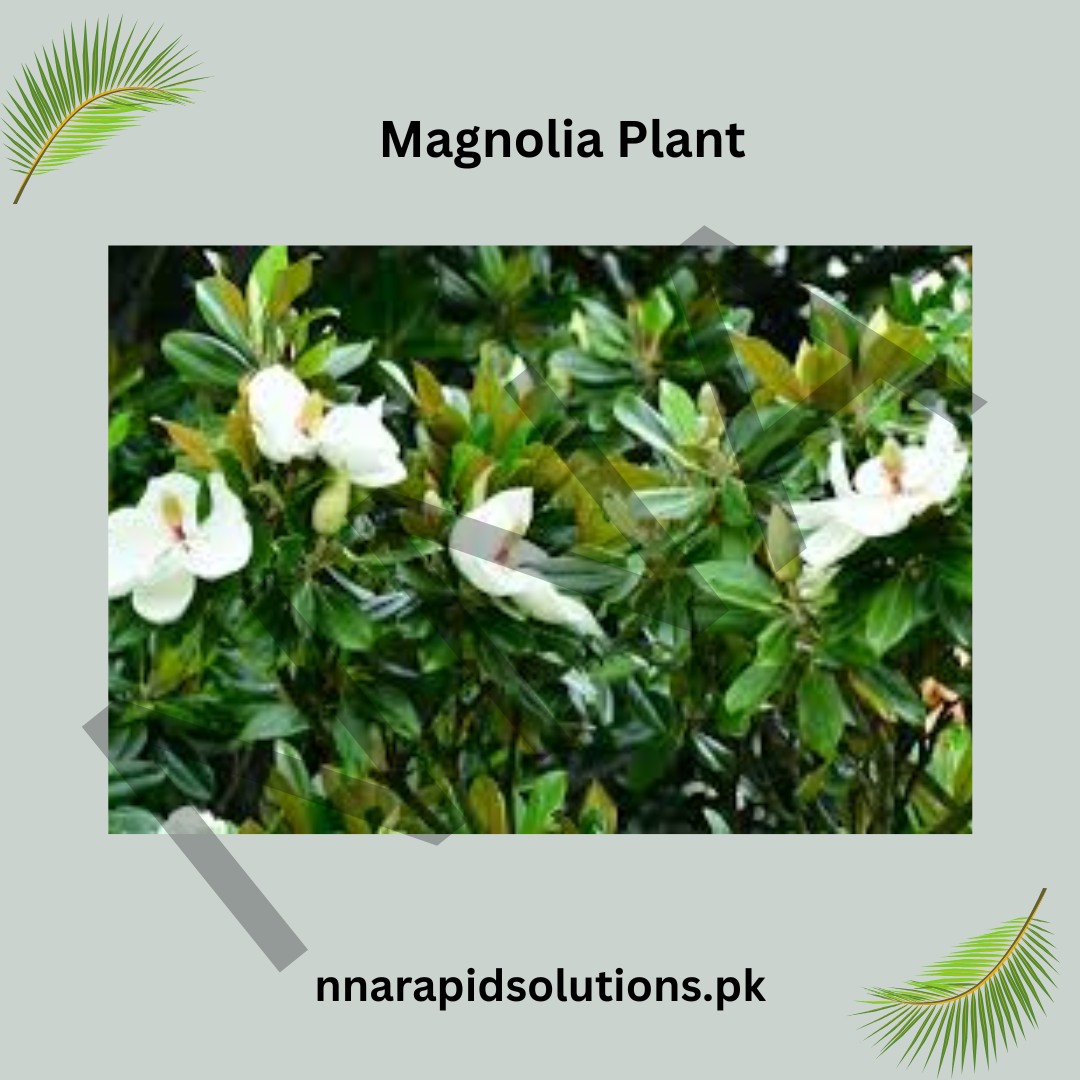 Magnolia Plant  Premium Ornamental Tree with Stunning Fragrant Blooms