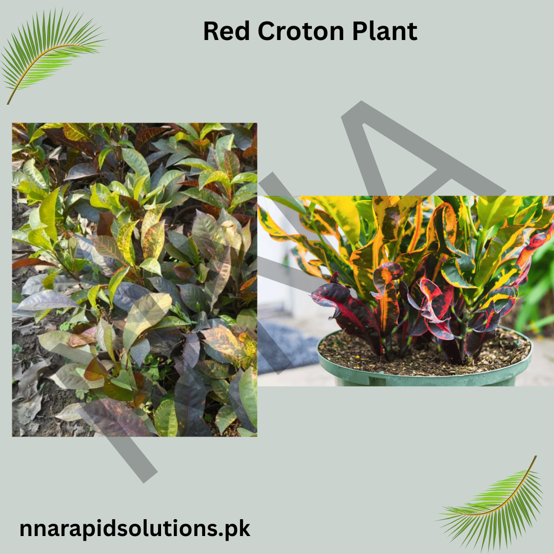 Red Croton Plant  Vibrant Indoor/Outdoor Decorative Foliage