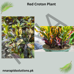 Red Croton Plant  Vibrant Indoor/Outdoor Decorative Foliage